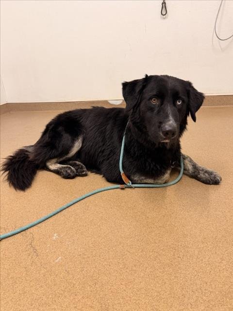 OREO - Australian Cattle Dog/Blue Heeler available for adoption