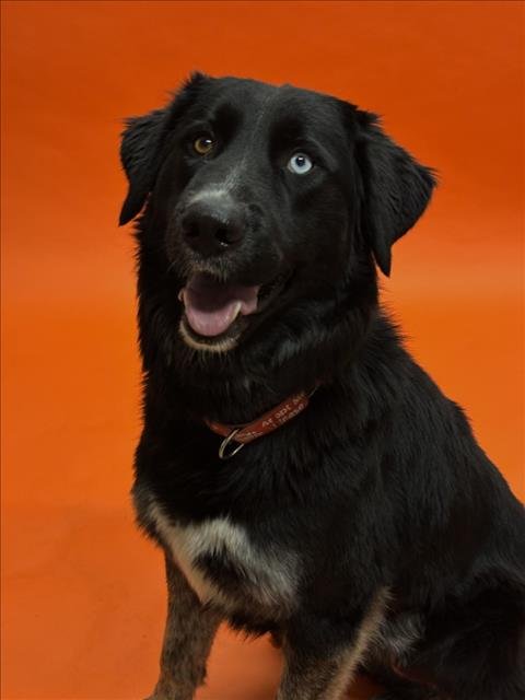 OREO - Australian Cattle Dog/Blue Heeler available for adoption
