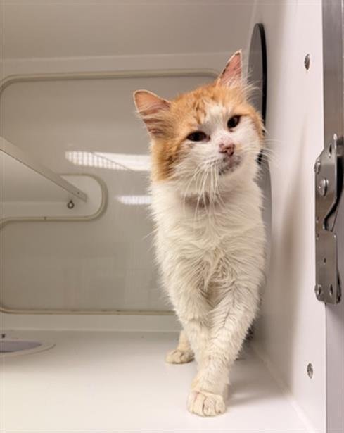 BUTTERSCOTCH - Domestic Medium Hair for adoption in Fremont