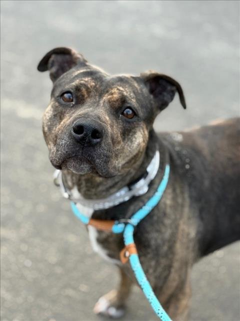 TORTA - Pit Bull Terrier available for adoption