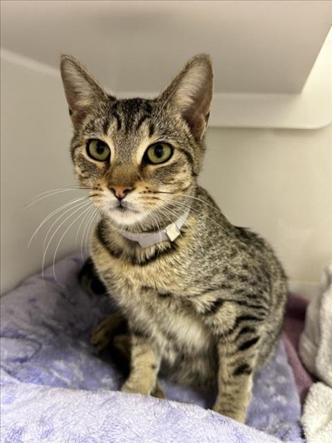 HARLOW - Domestic Short Hair for adoption in Hayward