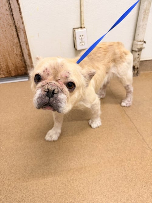 DUTCHESS - French Bulldog available for adoption