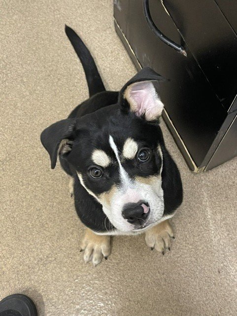 A140435 - Pit Bull Terrier / Rottweiler available for adoption