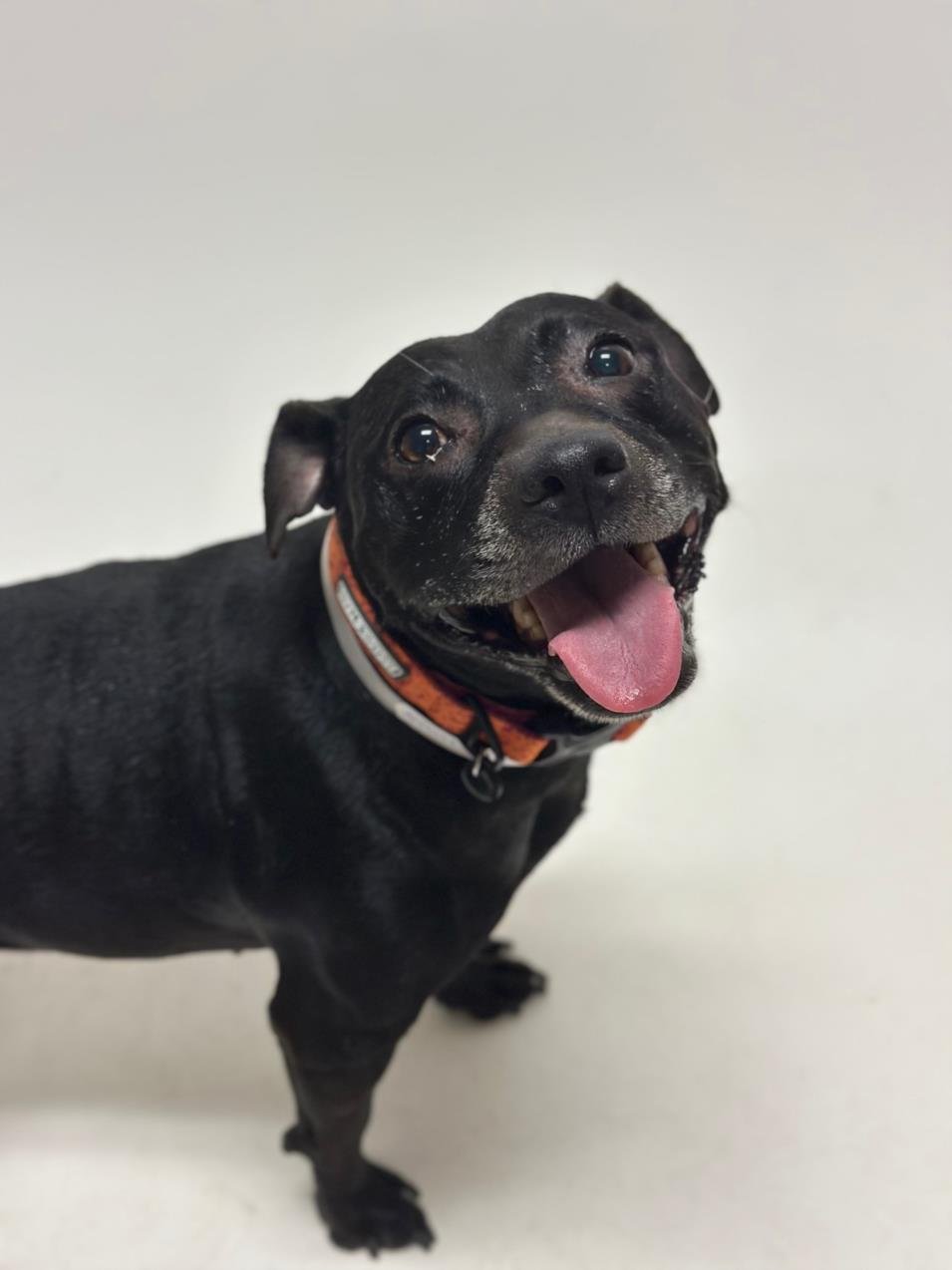 NAKIA - Pit Bull Terrier available for adoption