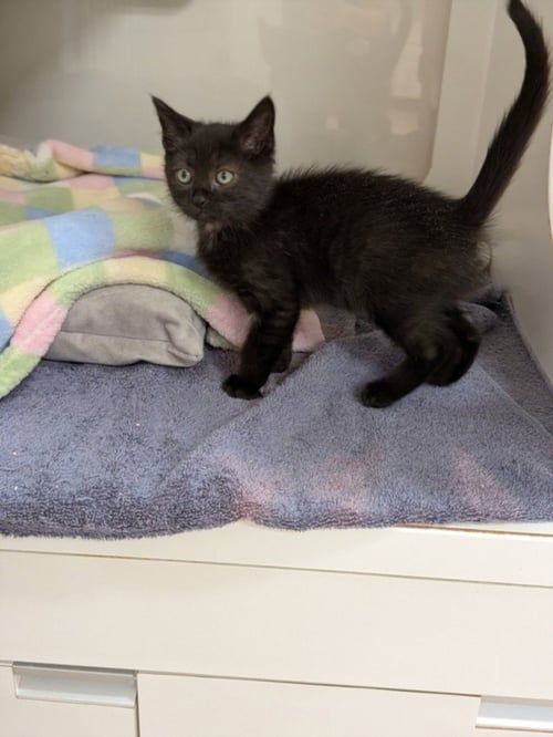 CROUTON - Domestic Short Hair for adoption in Hayward