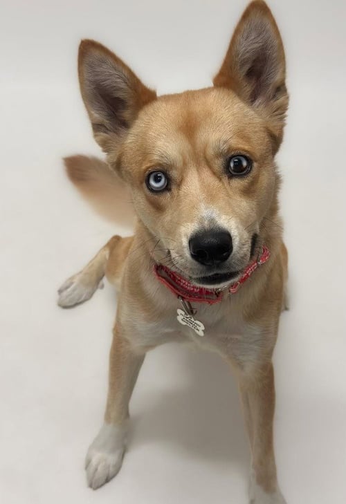 SKY - German Shepherd Dog / Siberian Husky for adoption in Hayward
