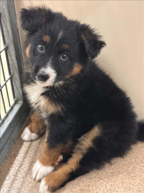 CELSIUS - German Shepherd Dog available for adoption