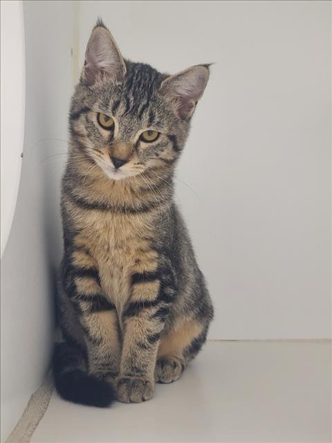 PEPPER - Domestic Medium Hair for adoption in Hayward