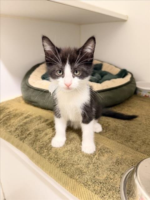 DEREK - Domestic Short Hair available for adoption