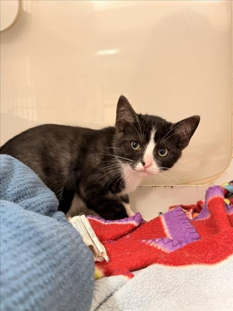 DEZI - Domestic Short Hair for adoption in Hayward