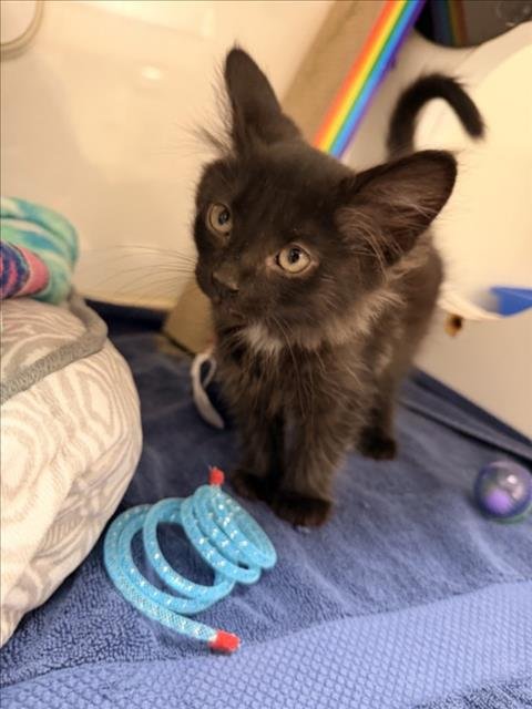 DUKE - Domestic Short Hair available for adoption