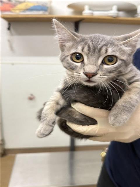 TWIX - Domestic Short Hair for adoption in Hayward