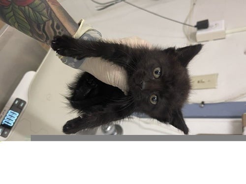 ADA - Domestic Short Hair available for adoption