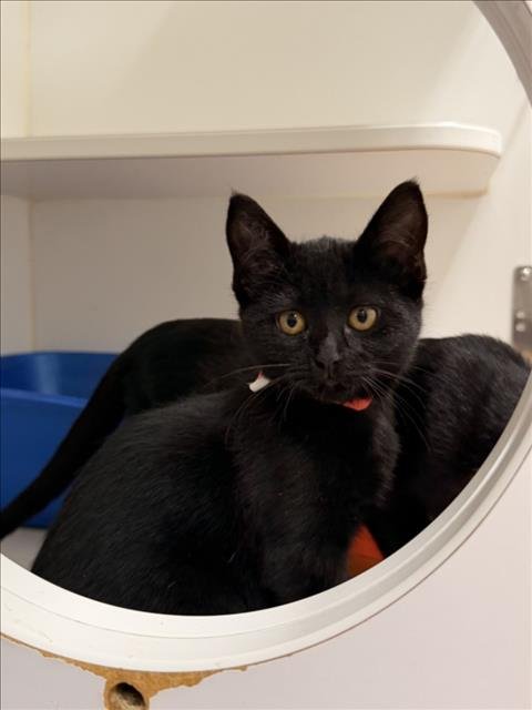 ADA - Domestic Short Hair available for adoption