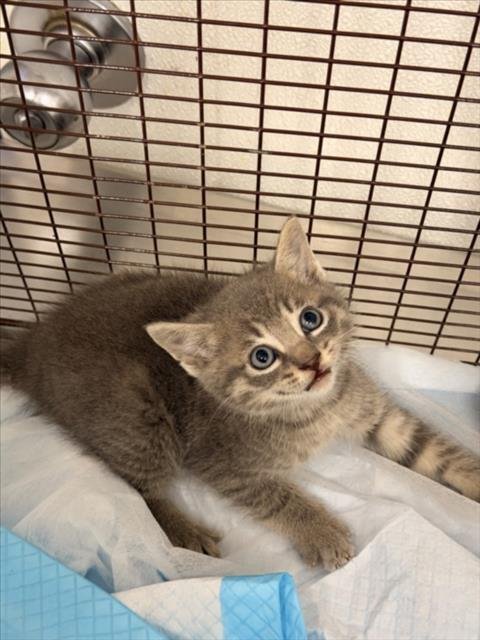 PAUL - Domestic Short Hair available for adoption