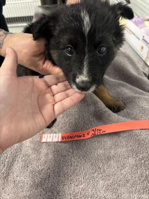 BLOOM - German Shepherd Dog available for adoption