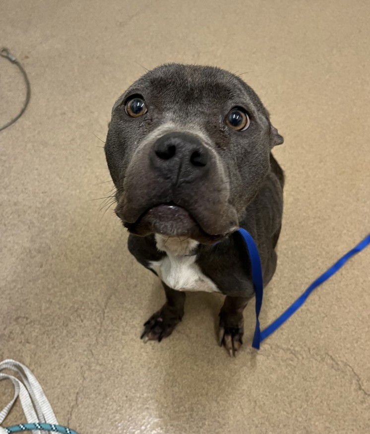 EMILY - Pit Bull Terrier available for adoption