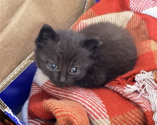 FIG - Domestic Short Hair available for adoption