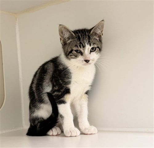 CRUZ - Domestic Short Hair for adoption in Hayward