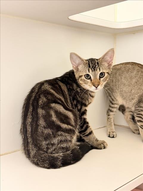 DRAX - Domestic Short Hair for adoption in Hayward