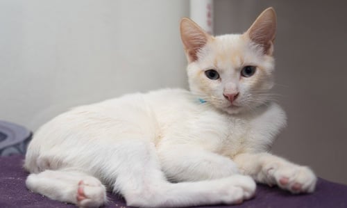PEEWEE - Domestic Short Hair for adoption in Hayward
