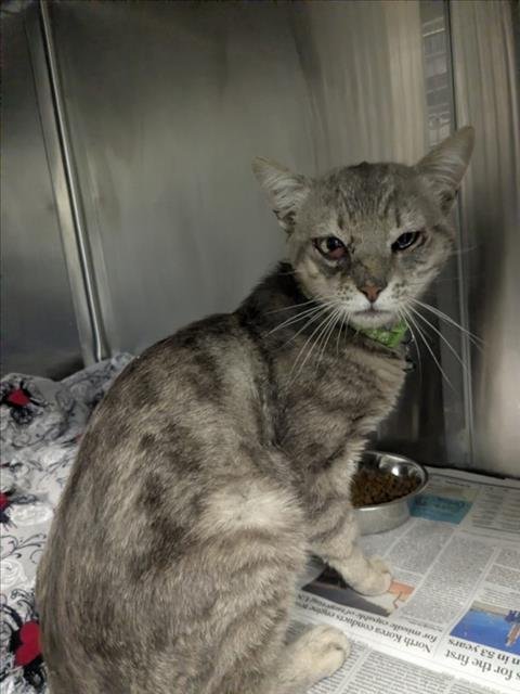 TACO - Domestic Short Hair available for adoption