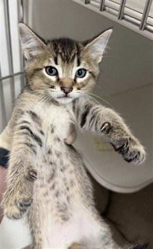 JACKSON - Domestic Short Hair available for adoption