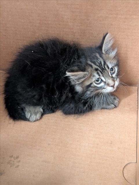 HAILEY - Domestic Medium Hair available for adoption