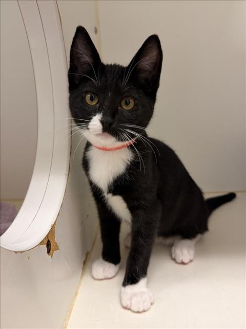 HOLLY - Domestic Short Hair available for adoption