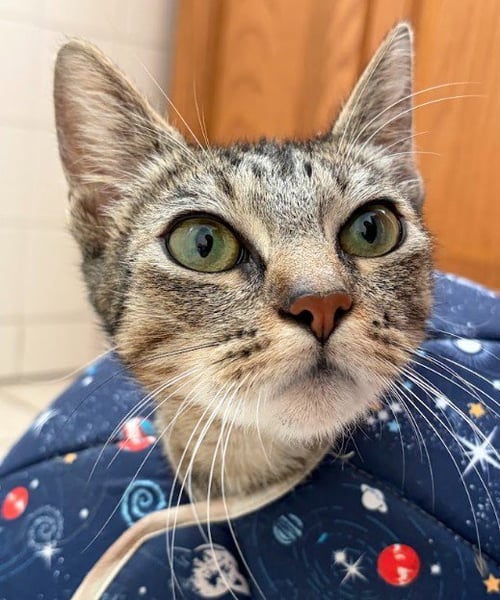 SUNNY - Domestic Short Hair available for adoption