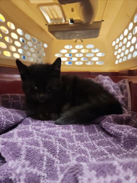 NOEL - Domestic Short Hair available for adoption