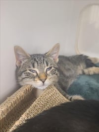 TOFU - Photo 1
