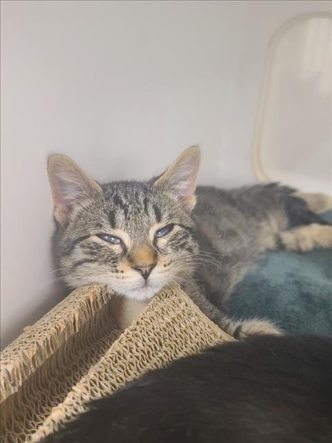 TOFU - Domestic Short Hair for adoption in Hayward