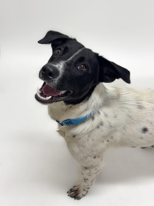 JASPER - Pointer / Border Collie available for adoption