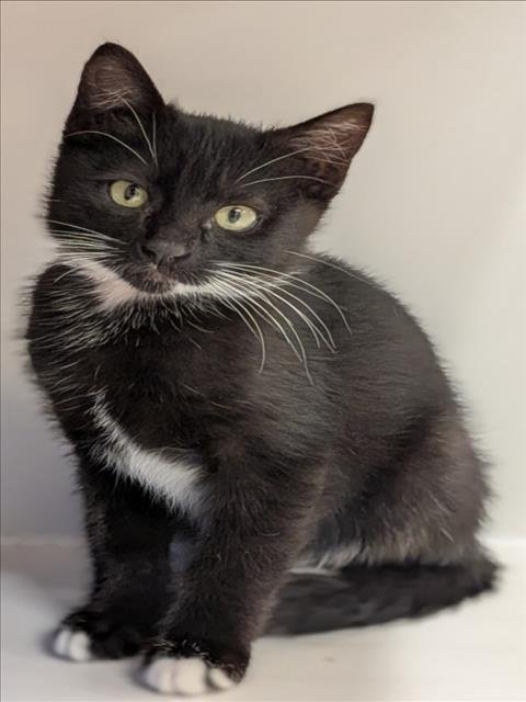 SOOKIE - Domestic Short Hair for adoption in Hayward
