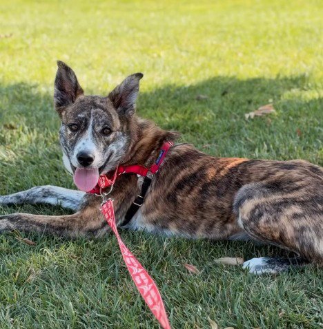 RAJ - Australian Cattle Dog/Blue Heeler / Border Collie available for adoption