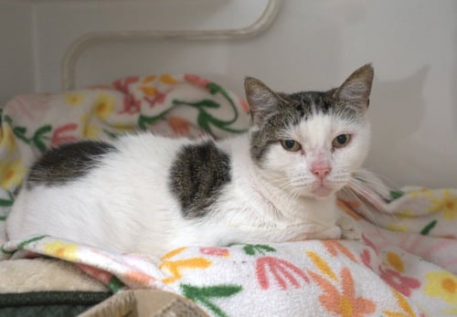 BARBIE - Domestic Short Hair for adoption in Hayward