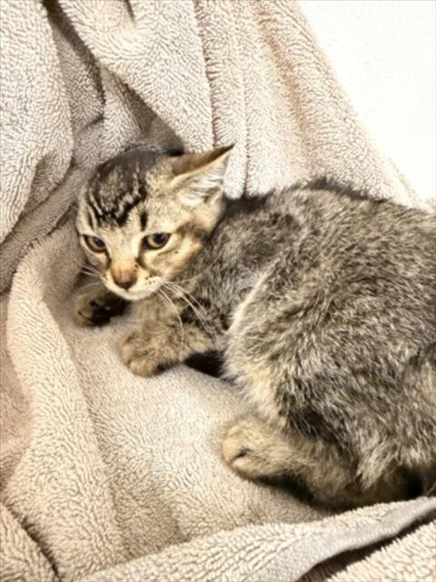 A139803 - Domestic Short Hair for adoption in Hayward
