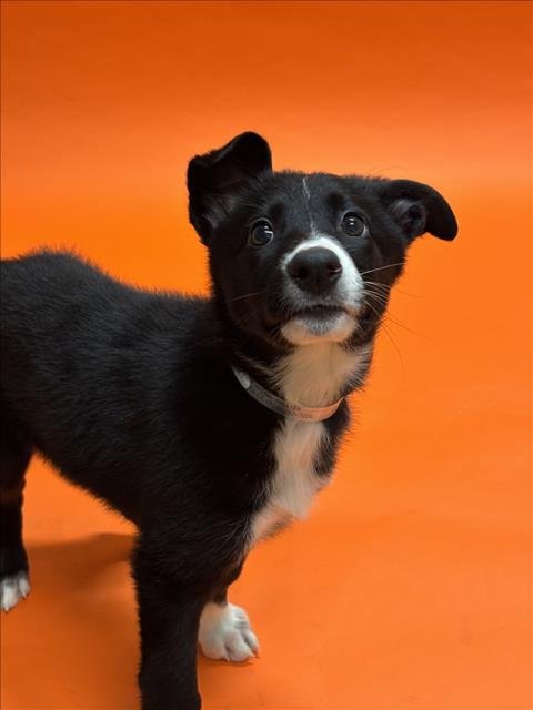 ALANI - Border Collie available for adoption