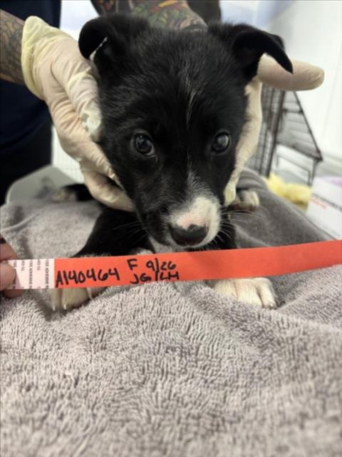 ALANI - German Shepherd Dog available for adoption