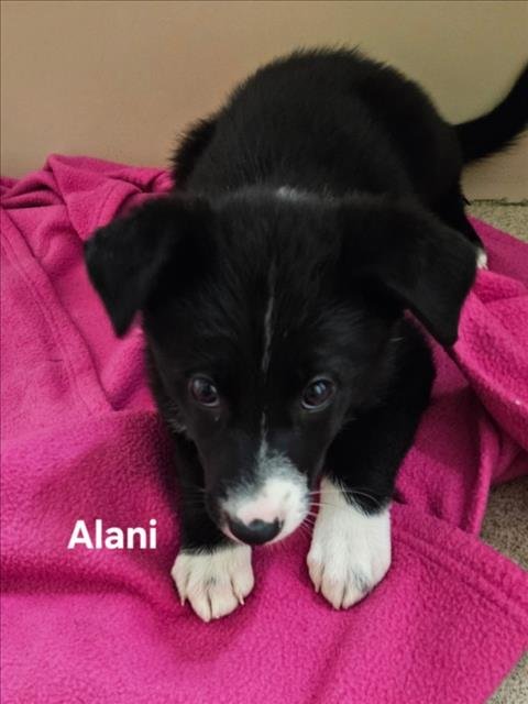 ALANI - German Shepherd Dog available for adoption
