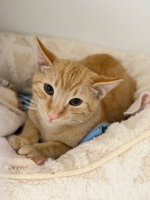 JUNO - Domestic Short Hair available for adoption