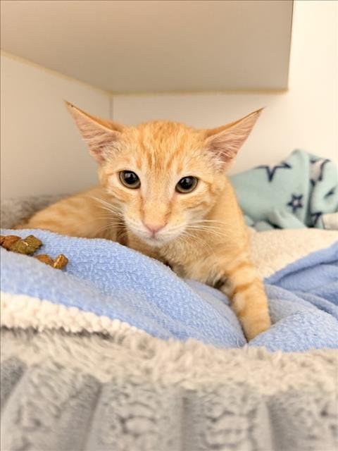 JUNO - Domestic Short Hair for adoption in Hayward