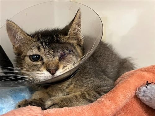 ISAAC - Domestic Short Hair for adoption in Hayward