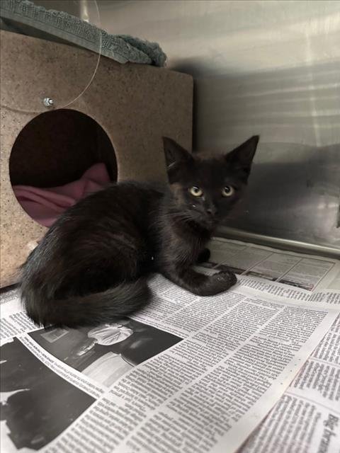 PEGGY - Domestic Medium Hair available for adoption
