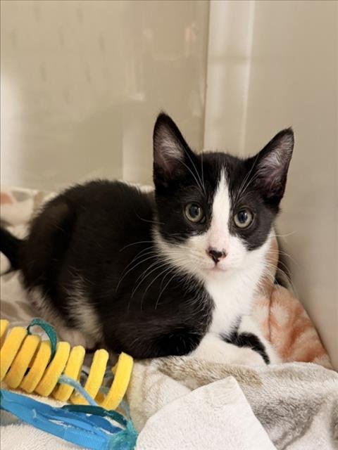 NEMO - Domestic Short Hair for adoption in Hayward