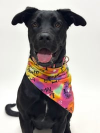 ROXY - Photo 1