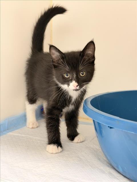 PENELOPE - Domestic Short Hair available for adoption