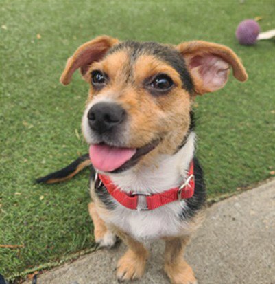 GRACIE - Terrier / Chihuahua available for adoption