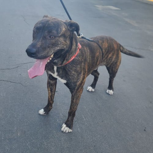 REX - Pit Bull Terrier available for adoption